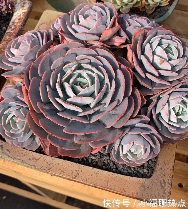 这10种多肉不太好养，爱黑腐、化水，养起来没有成就感