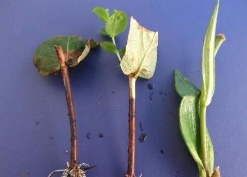 花卉|春天扦插抹点它，3天就能生出大白根，不花一分钱，蹭蹭撑爆盆！