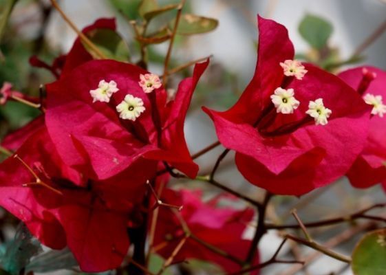 几种花，开花漂亮又好养，越旺开花越多，花开满盆