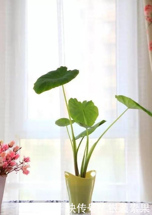 龟背竹|一个芋头芽,埋在花盆里,10天长成大盆景,比龟背竹还漂亮