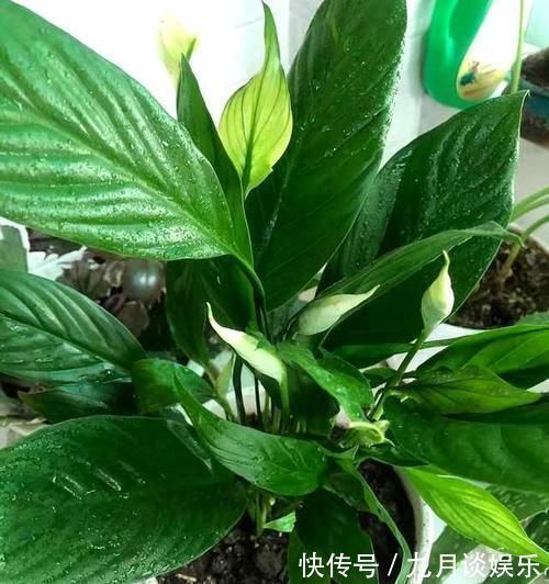 4种花耐阴能力强,而且都是观花植物,家里光照不好也能养