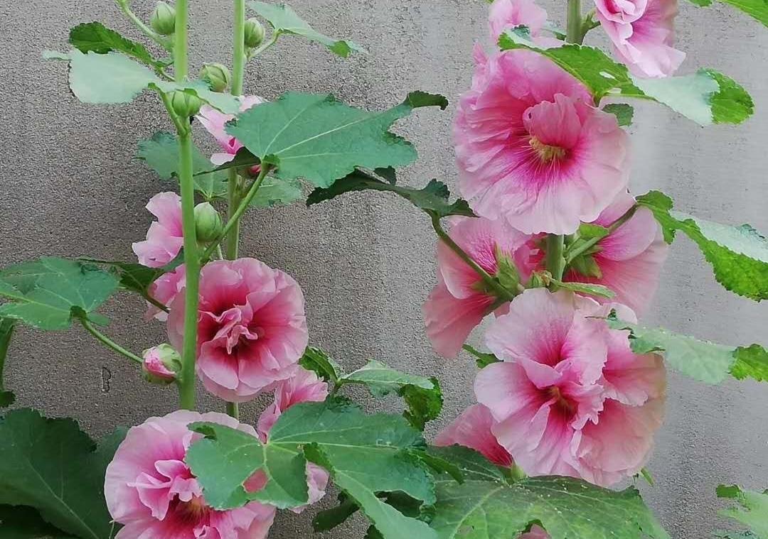 养花|养花试试这几款,花密而香浓,年年开花满院子,超美