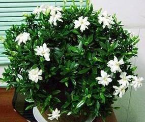 夏天别怕6种花“中暑”，越晒越漂亮，不怕晒不怕冻，漂亮又好养