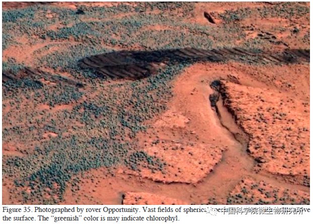 非生物 火星上存在真菌吗？