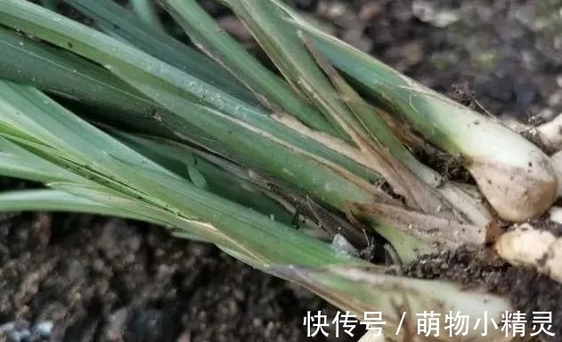 为什么说用细植料养兰花,更容易服盆成活?
