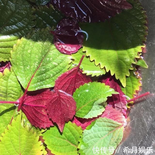  自带香味还能泡水喝的6种花，阳台养一盆，堪比小药箱