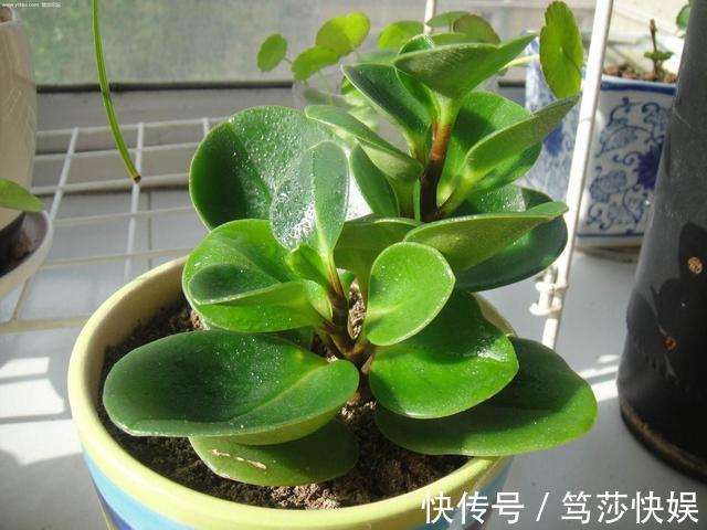 这花称为“电脑杀手”,桌边放几盆减少辐射,养得肉嘟嘟更具生机