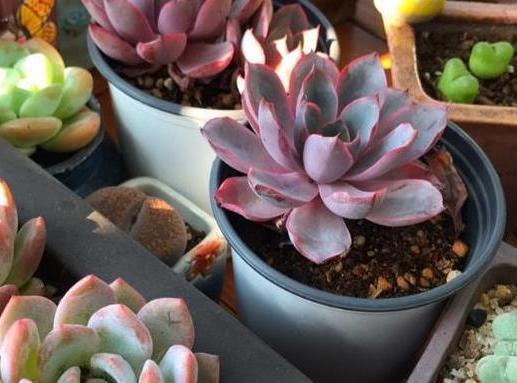 多肉养殖雷区多，植株容易长畸形该怎么办从3方面解决就够了