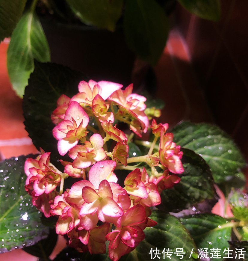 养花浇水,这4个错别犯,否则养啥花都黄叶、烂根,学会一生受用