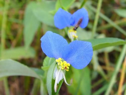 稻田里的“竹子”，曾是民間極品野菜，請不要錯過了，燉肉很美味