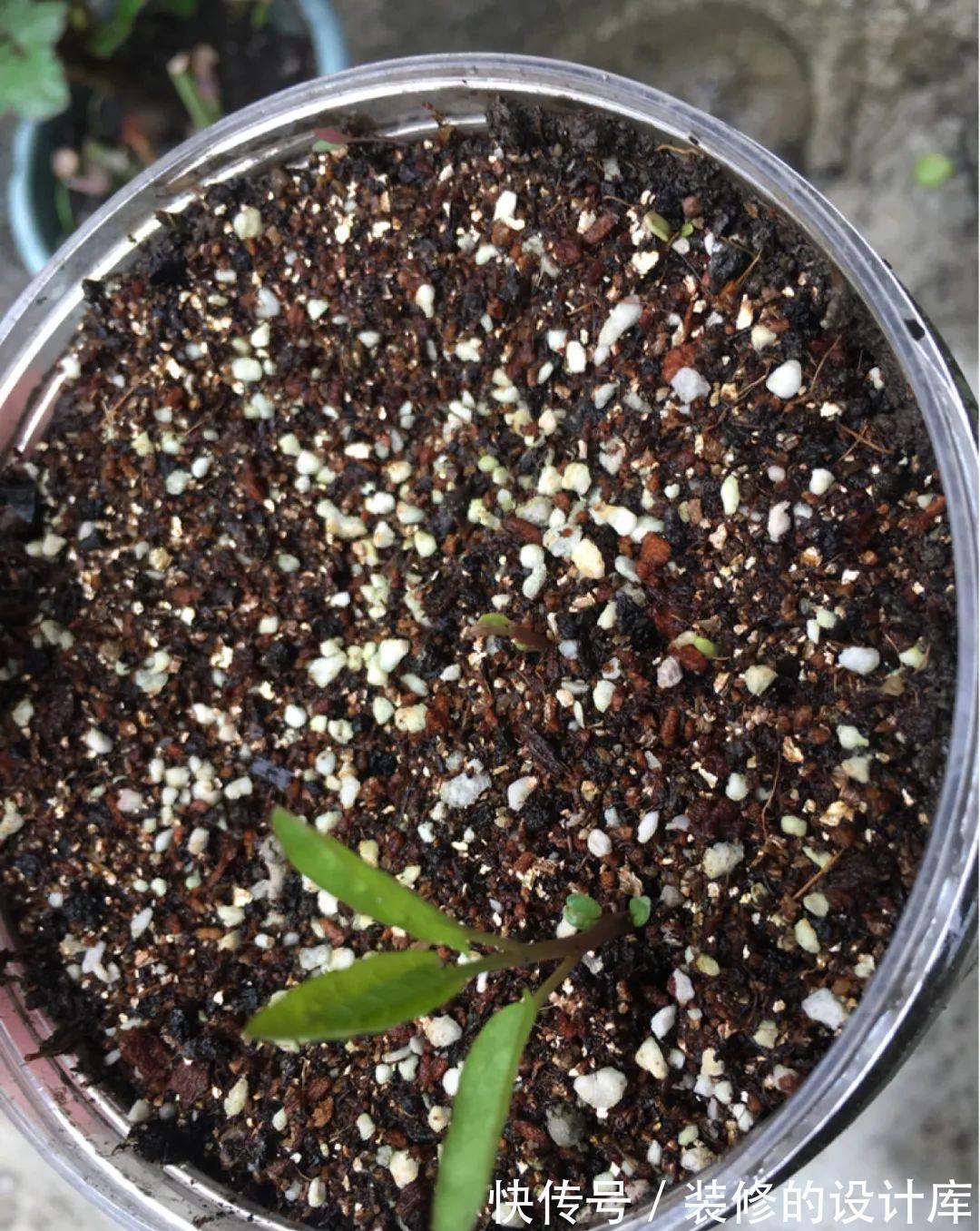 芦荟|8种花像“老母猪”，种一棵，生一窝，多得没地方养