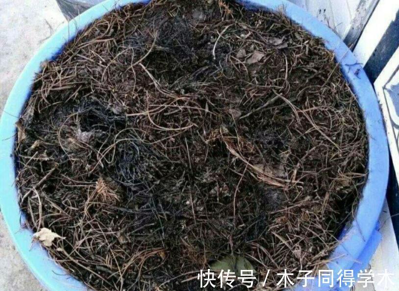 植物|路边随意挖来的松针土,该怎么处理拿来养花?