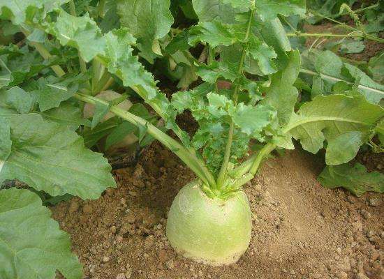 凉拌萝卜缨|含钙量极高的一种蔬菜,很多人傻傻不知,都是只吃根不吃叶