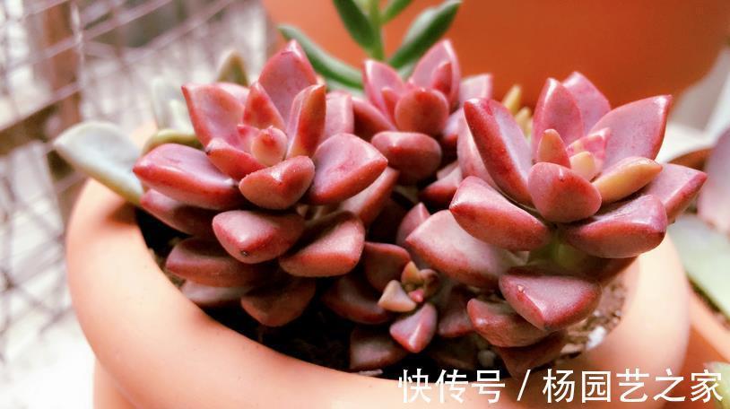 鹿角海棠|普货多肉不普通，选这3样盆栽成老桩，比贵货还受人欢迎