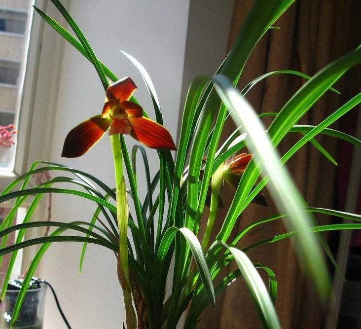 曾经的“国兰第一红”,现在很便宜,花色艳丽,多次兰展获奖