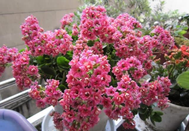 适合勤人养的花,修剪越勤、生长越旺,不建议懒人养,容易长成草