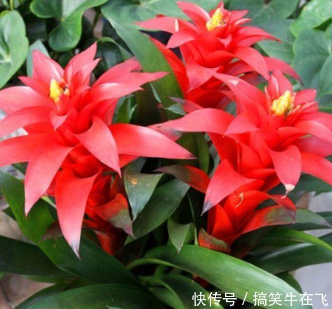 蕙兰蕙兰|几种花卉,花期超长花量大,一年四季花开不停,一盆千百朵