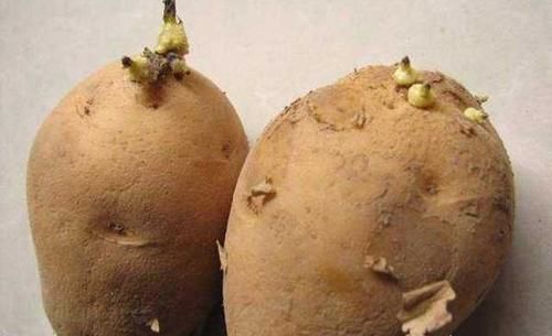 土豆如何储存才不会发芽？