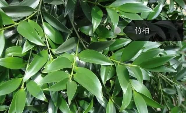 150种常见植物及花卉，你认识几个？