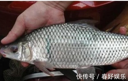 钓友|我国一种杂交鱼,1年可长3斤,常被冒充土鲫鱼,很多钓友也分不清