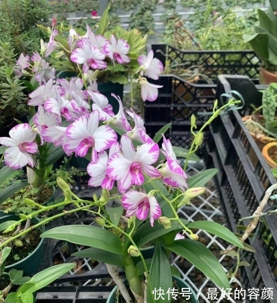 石斛花这么养,不黄叶不烂根,轻松养成“小瀑布”!