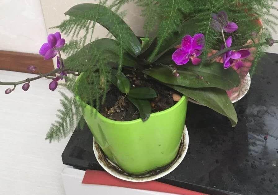 蝴蝶兰根腐就扔了，试试这种办法，操作简单成活率高