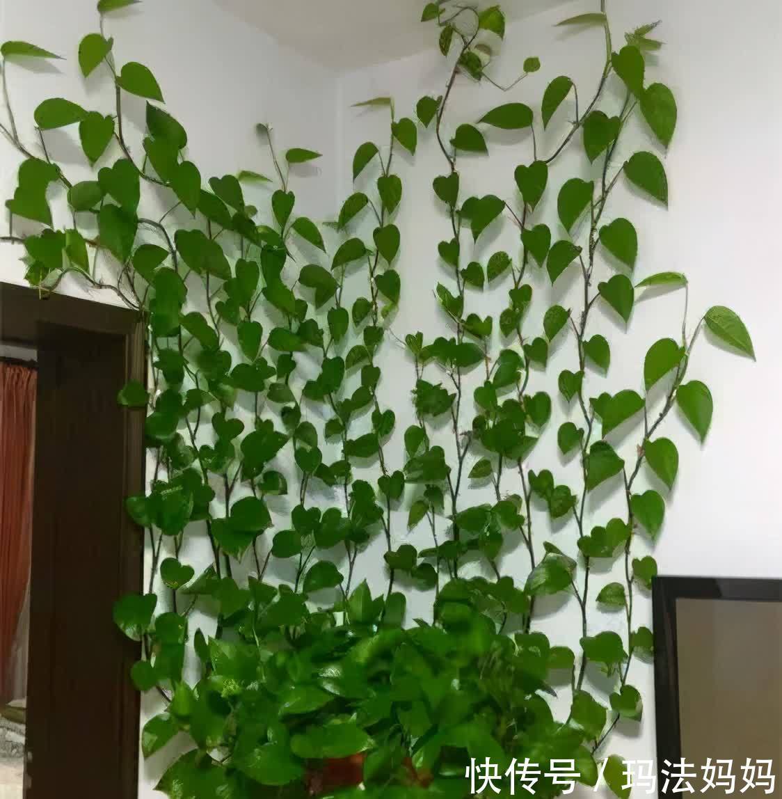 文竹|花卉不要“养得太好”,不然观赏性大打折扣,得不偿失