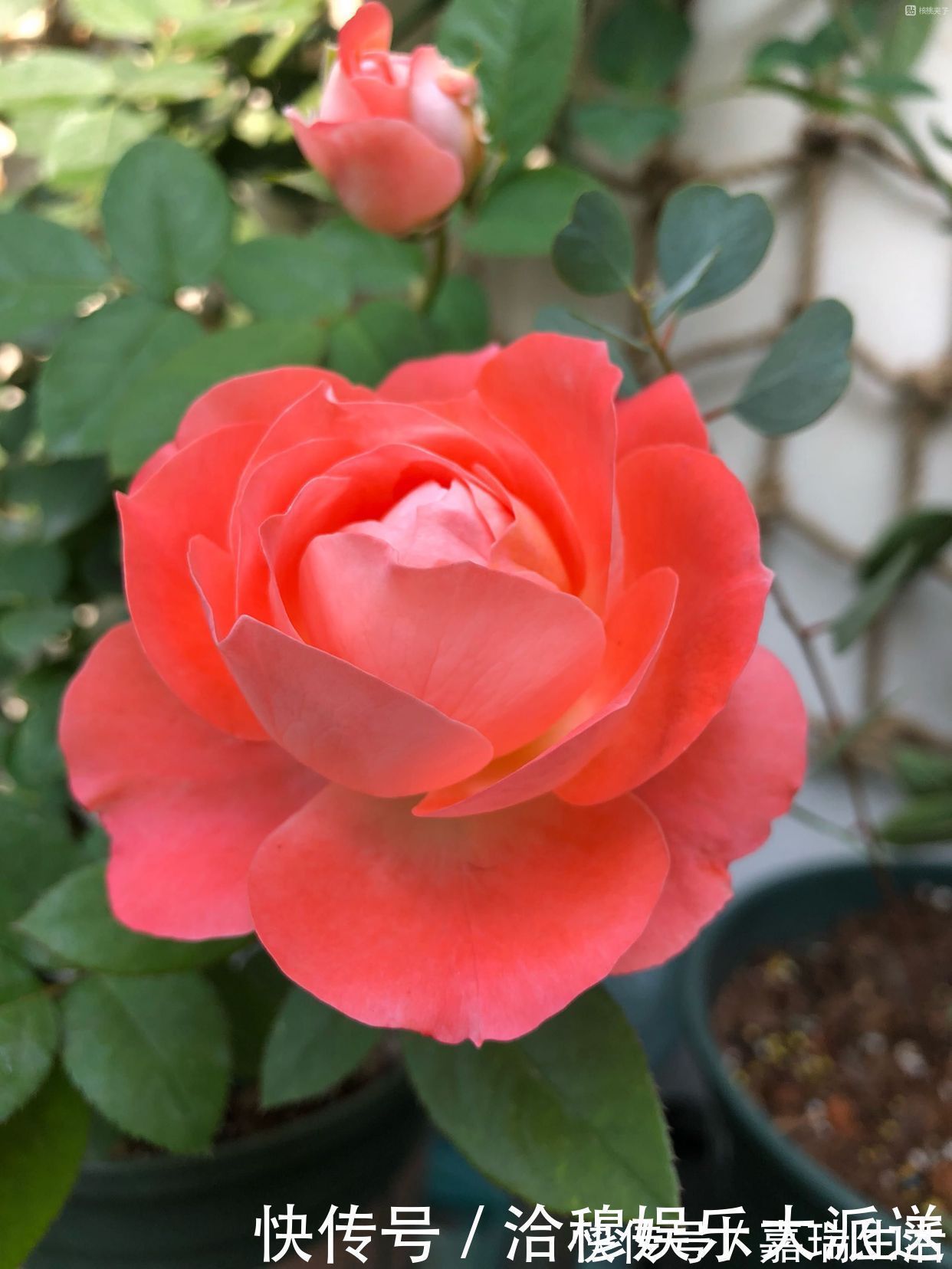 此花是世界名花，花美不输玫瑰，周年开花，养护容易，是盆栽佳品