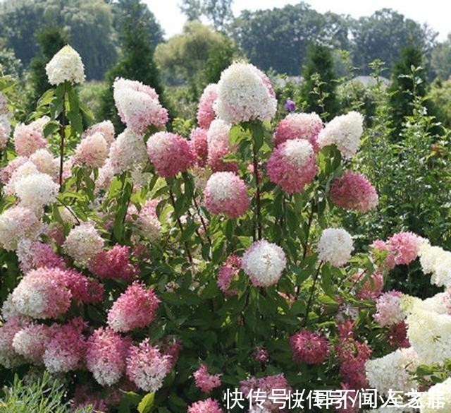 开花|这6种花,记住晚上冻,白天晒,开花特别快!