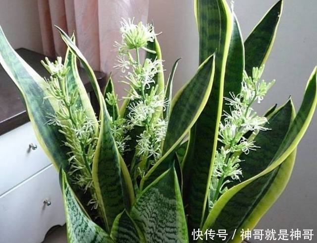 盆栽|公公用这种方法盆栽虎皮兰,年年都开花,而且也不用担心会烂根