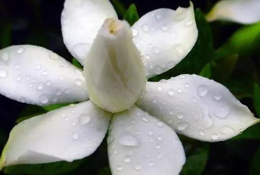 栀子花的花骨朵发黄,都是2种因素导致的,养护细节很重要