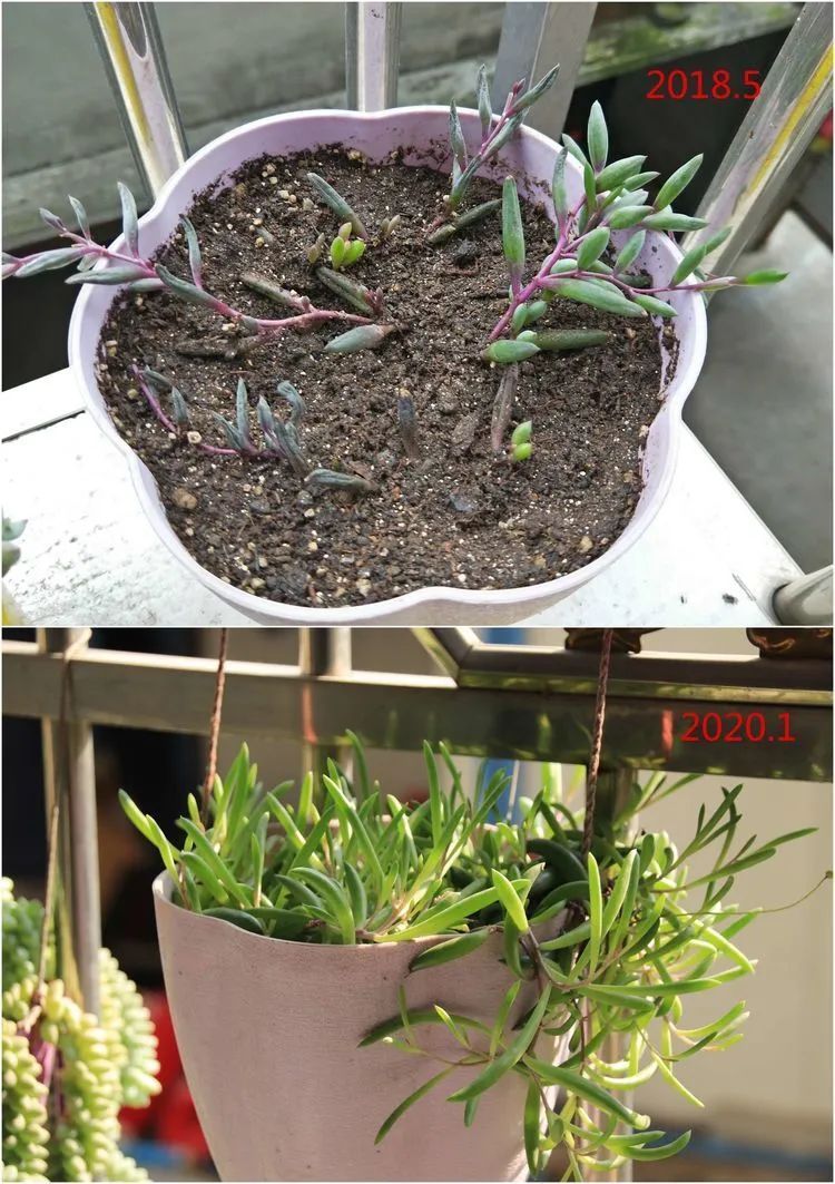 每次的剁手都是忍无可忍，无需再忍！买买买！静待肉美！