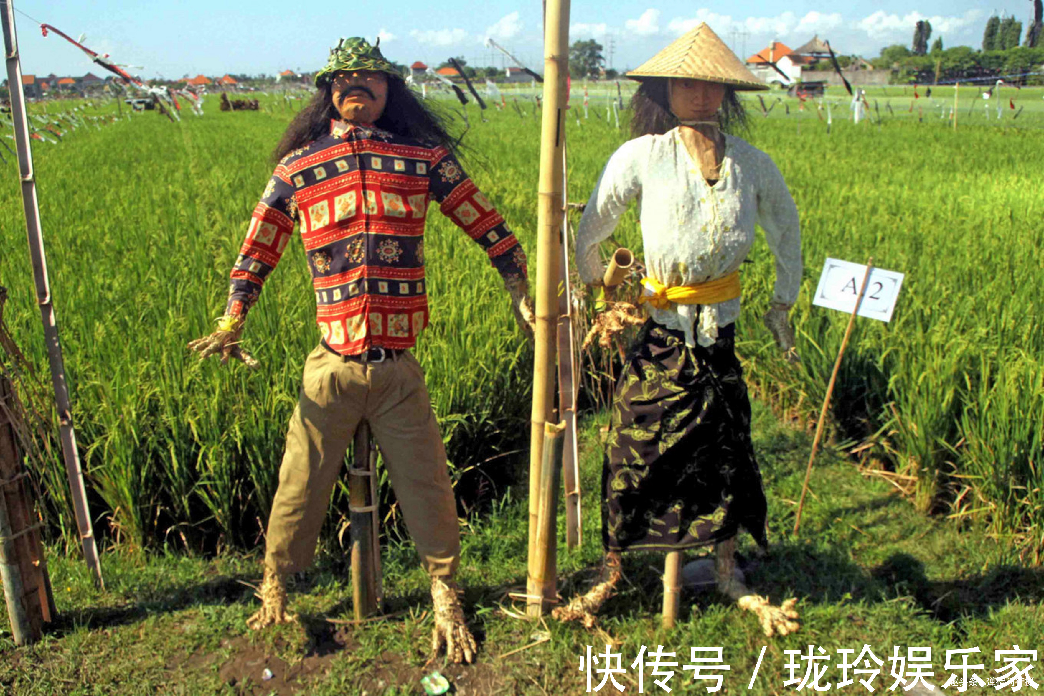 告急|巴厘岛农田告急，当地举办“稻草人节”捍卫耕地，反成旅游增长点