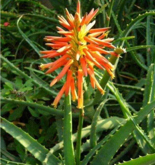 家养4种旺运花,吉祥又喜庆,阵阵花香,花朵大!