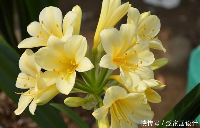 土壤|“翩翩”君子兰总是烂根土壤里撒点“它”,肉根白胖不腐烂