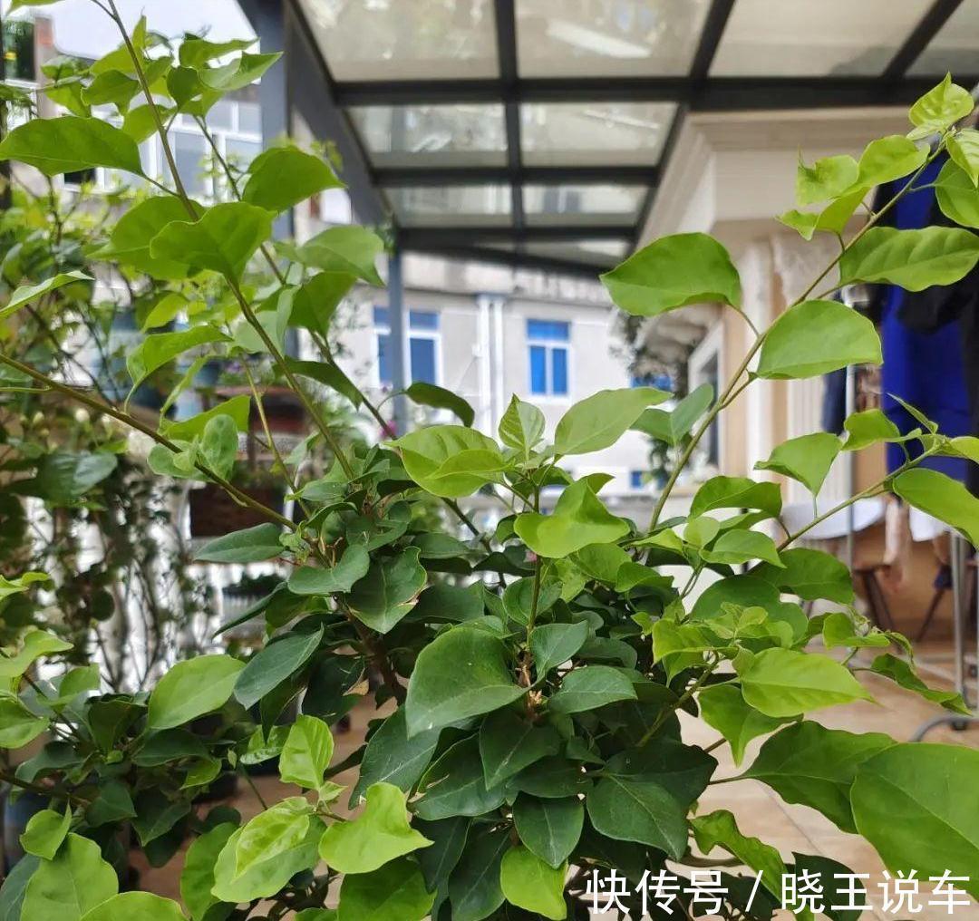 大约到冬季,三角梅做“3件事”,冰天雪地里,一样爆大花