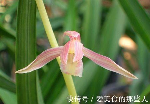 冬季养墨兰,做好4要素,开花满室香,花期长达几个月