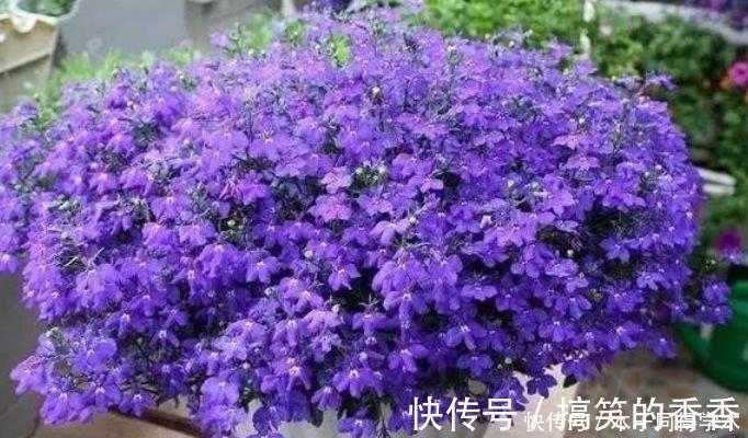 美女|4种花很耐养,沾土就能活,四季开花,花色多,一盆能养一辈子!