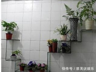 净化|这6种花超耐阴,放在卫生间养,不仅能消除异味还能净化空气!