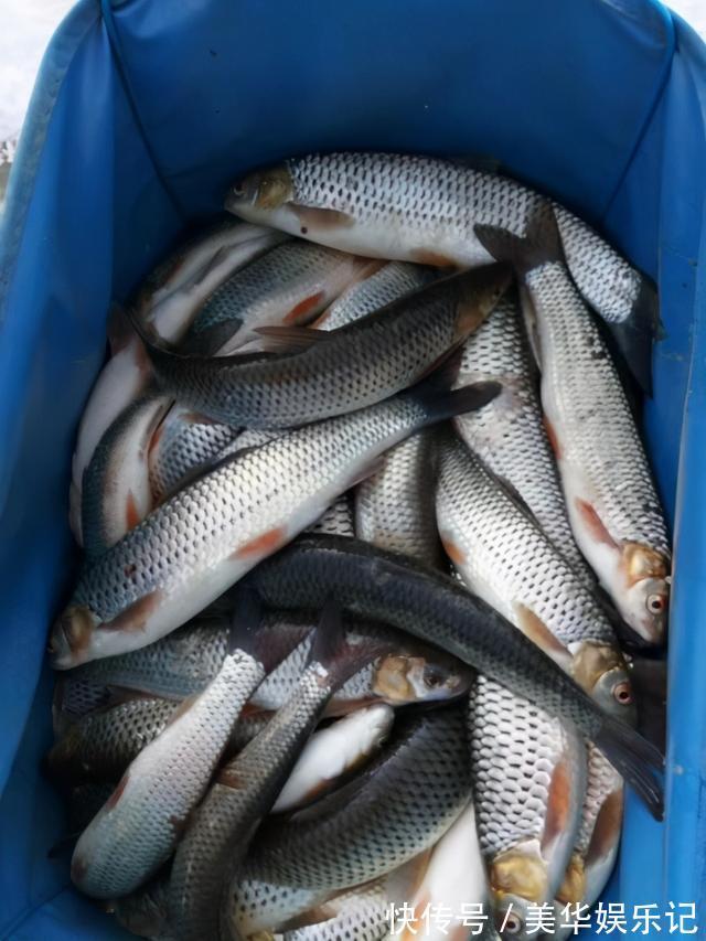 临沂|凶猛梭鲈鱼入侵山东多地,临沂钓鱼人:钓了几条,以为是鳜鱼