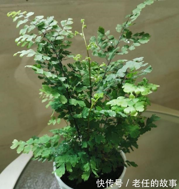 养花|花农养花为啥成本这么低学会用小苏打,几十盆都花不了2块钱