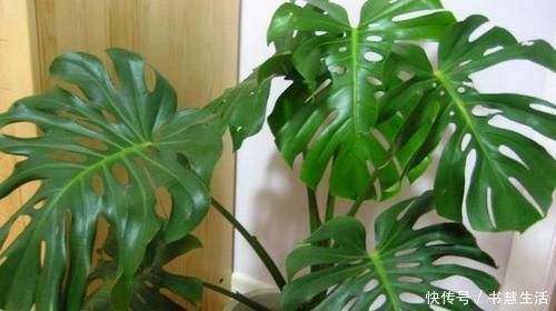 电视|电视旁边放啥花卉好?此“3种”植物都爱养,一年四季绿油油