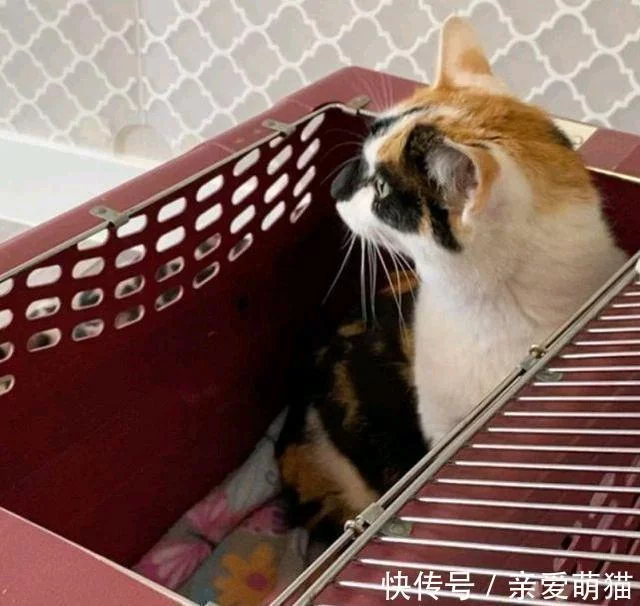 猫妈带俩娃偷盗被抓，身上又没钱，男子：留下2只小猫抵债吧！