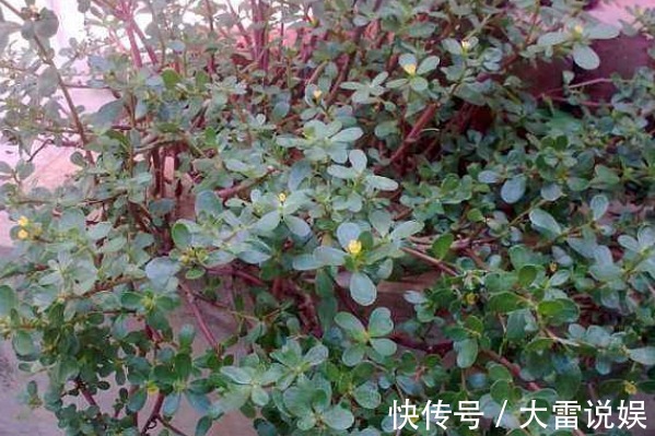 保护眼睛|有了白头发不要立刻去染发!马齿苋加一宝,白发轻松变黑发