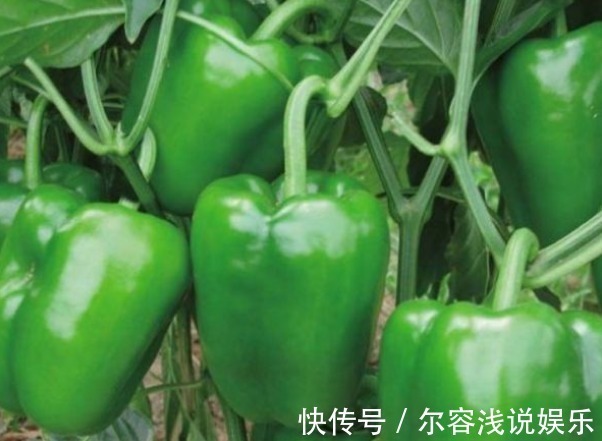 植株|美白护肤、增强免疫力的甜椒,农民种植想要提高座果率,只需四点