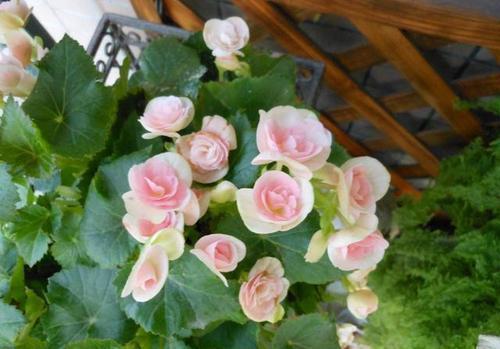 用的“养花口诀”,学会了你也能养好花,收藏了!