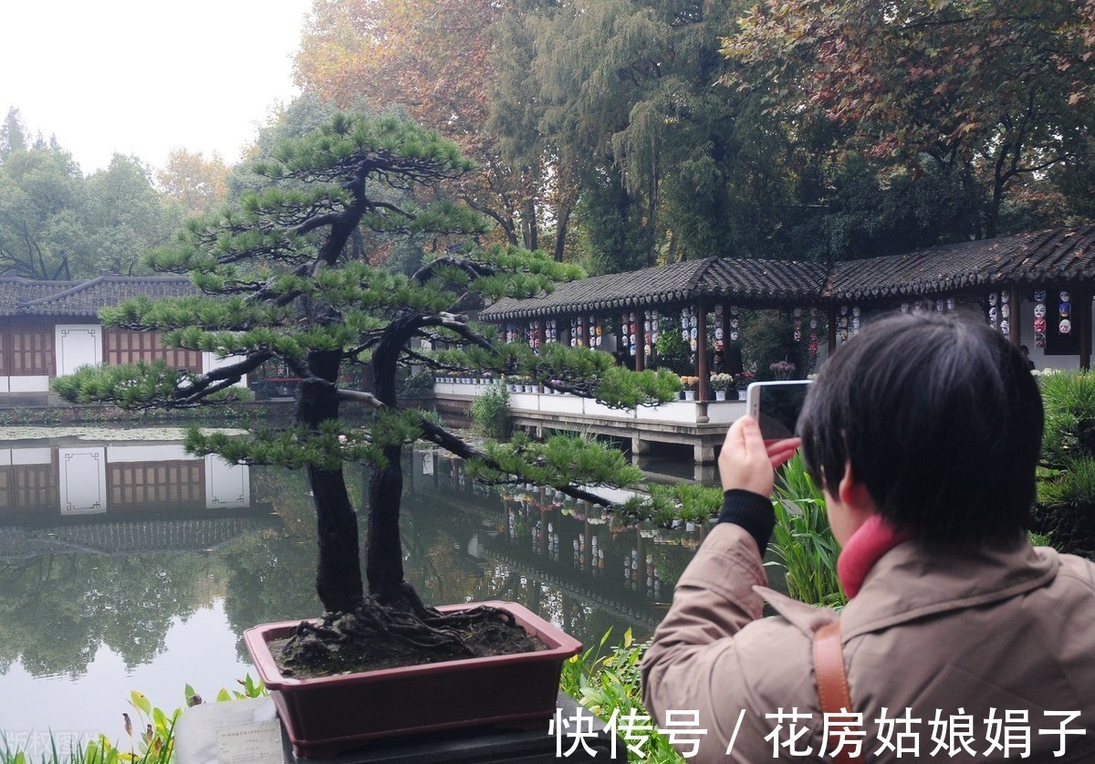 失误|养殖盆景花卉注意6点,简单的1点失误,就是你养不好它的原因