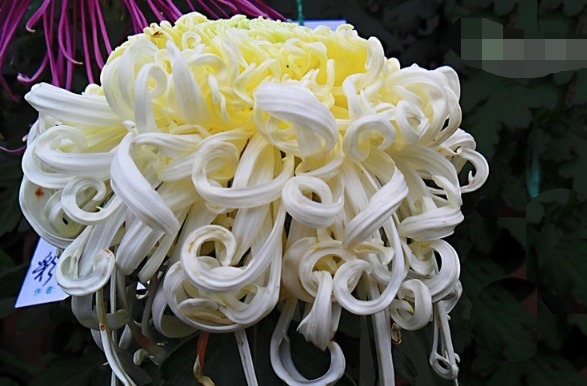 喜欢菊花，不如养盆“菊中珍品”高风玉凤，似玉凤飞舞，娇媚多姿