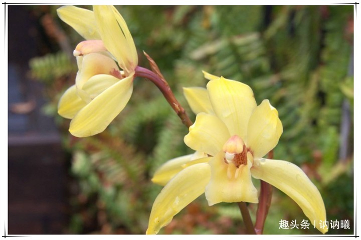 养5年兰花不开花咋整别着急，老花农教你1招，花开爆盆太简单