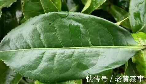 看完这六点,玩转“祁红”、“滇红”不是事!